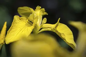 Yellow Flowering Plant Drucke: Yellow iris, iridaceae, iris pseudacorus