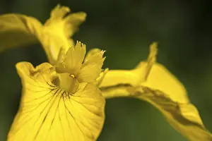Iridaceae Family Drucke: Yellow iris, iridaceae, iris pseudacorus