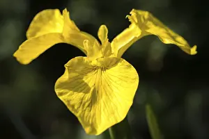 Yellow Flowering Plant Drucke: Yellow iris, iridaceae, iris pseudacorus