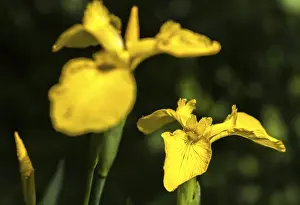 Yellow Flowering Plant Drucke: Yellow iris, iridaceae, iris pseudacorus