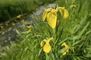 Detailed Flower Photography Drucke: Yellow iris (Iris pseudacorus)