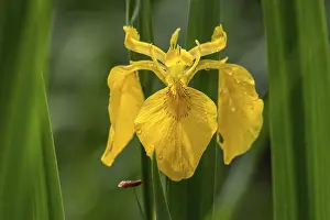 Botany Inflorescence Images Drucke: Yellow Iris (Iris pseudacorus)