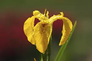 European Iridaceae Drucke: Yellow Iris (Iris pseudacorus)