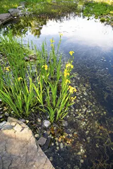 Environment Protection Germany Drucke: Yellow iris (Iris pseudacorus)