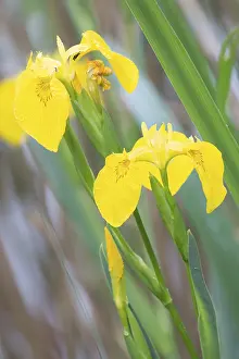 Daytime Blossom Shot Drucke: Yellow Iris (Iris pseudacorus), Hesse, Germany