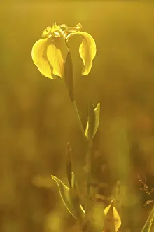 Deserted Daytime Nature Scene Drucke: Yellow Iris or Yellow Flag (Iris pseudacorus) with backlighting