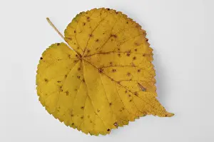 Yellow Autumn Leaf Drucke: Yellow leaf