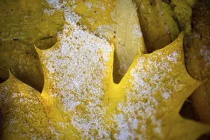Yellow Maple Tree Leaf Drucke: Yellow leaf of maple (Acer), close-up