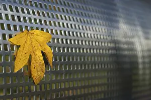 Nature Without Humans Drucke: Yellow Leaf on Metal Structure