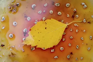 German Botany Nature Images Drucke: Yellow leaf on toadstool, Hohenlohe