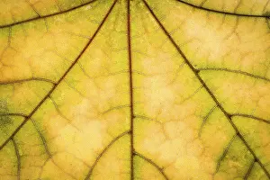 Deserted Autumn Atmosphere Drucke: Yellow maple autumn leaf texture