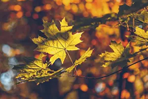 Deserted Forest Path Drucke: Yellow maple foliage on a forest background