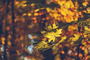 Abstract Nature Photography Drucke: Yellow maple foliage on a forest background
