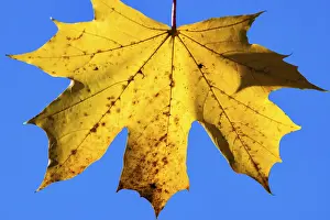Central Europe Fall Season Drucke: Yellow maple leaf in front of a blue sky