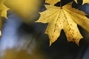 Autumn Nature Scene Germany Drucke: Yellow maple leaf in soft sunlight with structured natural background
