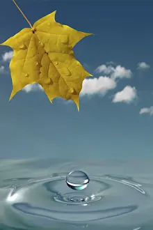 Deciduous Tree Images Drucke: Yellow maple leaf and water splash