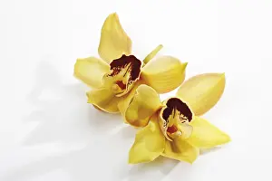 Spermatophyte Flowering Plants Drucke: Yellow Orchids
