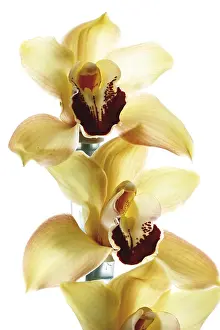 Gerahmter Druck : Gelbe Orchideen