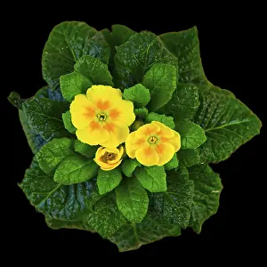 Primrose Flower Drucke: Yellow primerose