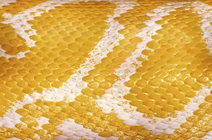 Gelber Pythonhaut Hintergrund in Daugavpils, Lettland