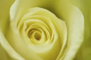 Close Up Of A Rose Blossom Drucke: Yellow rose, detail