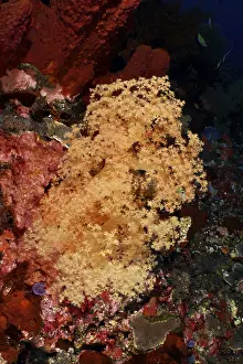Bilder Datiert 18. Juli 2024: Yellow soft coral print