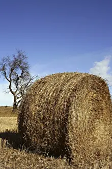 Bilder Datiert 9. Dezember 2024: Yellow straw round bale print