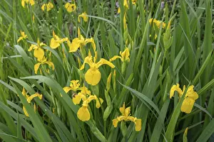 European Iridaceae Drucke: Yellow super iris (Iris pseudacorus)
