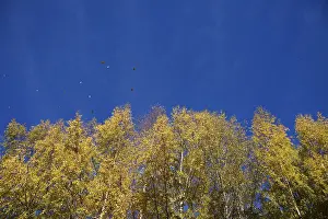 Morning Atmosphere Drucke: Yellow trees and blue sky in fall