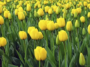 Gerahmter Druck : Gelbe Tulpen Gerahmter Druck : Gelbe Tulpen