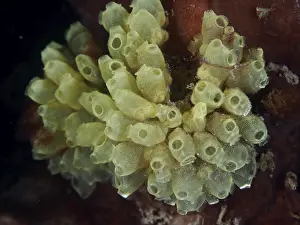 Bilder Datiert 29. Juli 2024: Robust reef tunicate print