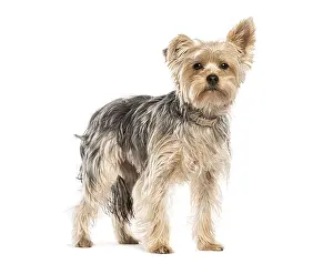 Cute Dog Drucke: Yorkshire terrier standing and looking forward