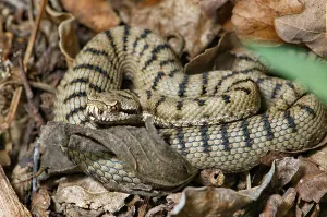 Scaled Reptile Fauna Drucke: Young Asp