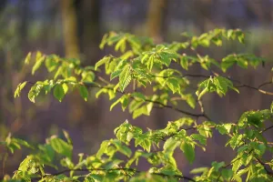 Beech Leaves Spring Drucke: Young beech leaves in spring, Germany