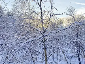 Central Europe Deciduous Trees Drucke: Young birch tree with ice-covered branches