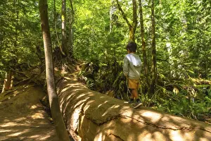 Tropical Rainforest Scene Drucke: Young boy exploring the lush rainforest