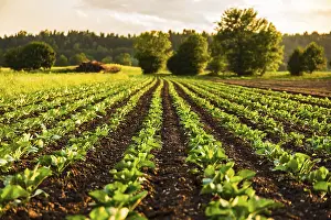 Evening Agricultural Scene Drucke: Young cabbage sprouts on the field in rows