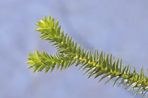 Open Air Nature Scenes Drucke: Young cactus branch