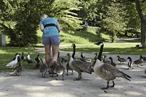 Canada Geese Drucke: Young Canada geese