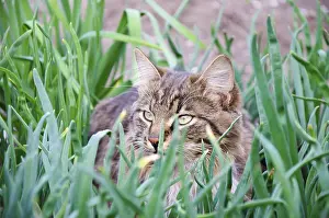 Deserted House Cat Drucke: Young cat