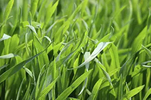 Uninhabited Agricultural Land Drucke: Young cereals