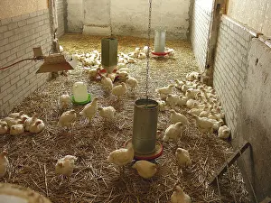 Northern Germany Animal Husbandry Drucke: Young chickens in a stable with straw