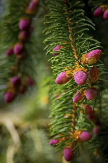 Spring Forest Scenery Drucke: Young cones on a tree in springtime in the forest