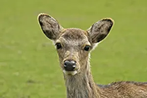 Wild Animals In Nature Drucke: Young deer