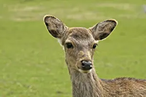 Animal Head Shot Drucke: Young deer