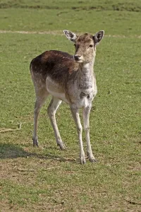 Animal Head Shot Drucke: Young deer