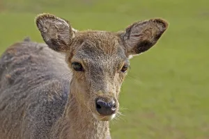 Young Animal Portraits Drucke: Young deer
