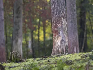 Young Fallow Deer Drucke: A young fallow deer in the forest
