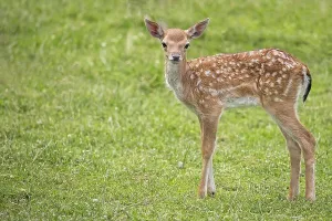Mammals In Nature Drucke: Young fallow deer in the wild