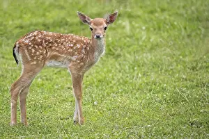 Mammals In Nature Drucke: Young fallow deer in the wild